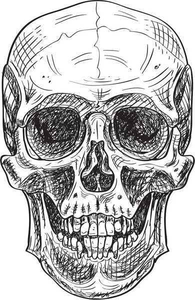 El cráneo grabado — Archivo Imágenes Vectoriales