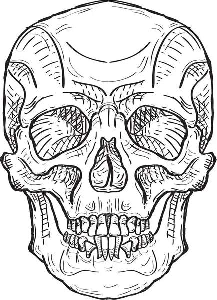 El cráneo grabado — Vector de stock