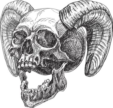 Kafatası yan ve boynuz