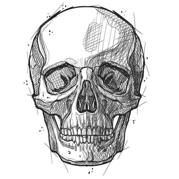 Skull Isolated White Sketch Style — Stock Vector