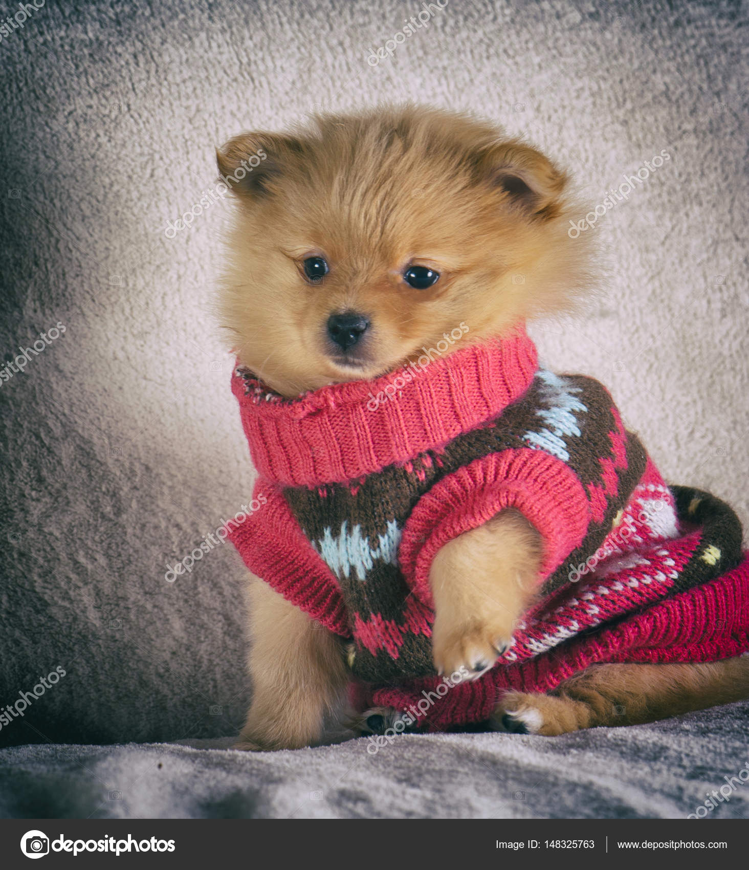 pomeranian in clothes