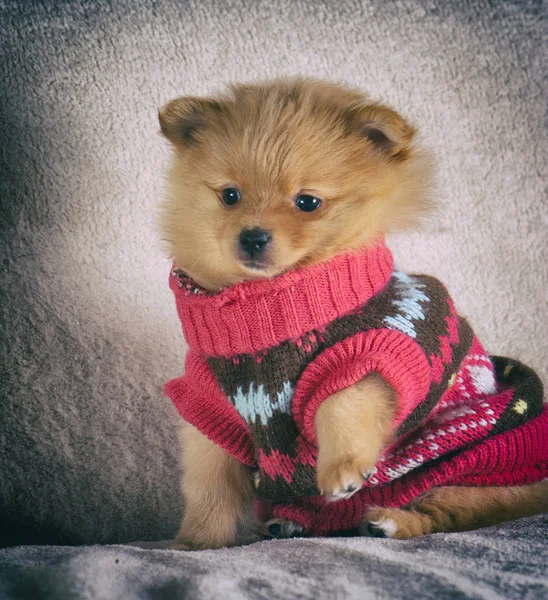 Pomeranian Spitz with bright clothes on a walk — Stock Photo, Image