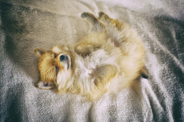 Sleeping spitz puppy — Stock Photo, Image