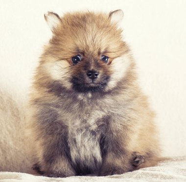 Çok güzel Pomeranian Spitz kukla
