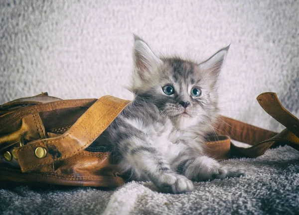 Maine Coon Kitten — Stockfoto