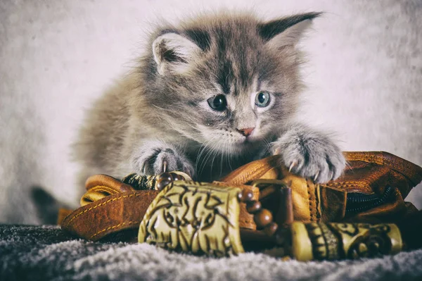 Maine Coon Kitten — Stock fotografie