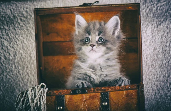 Maine Coon kitten — Stock Photo, Image