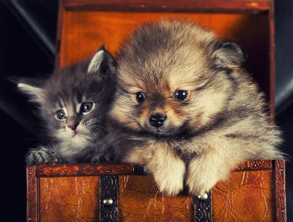 Adorable Pomeranian Spitz cachorro y gatito — Foto de Stock