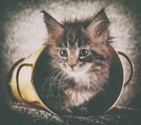 Kociak maine coon — Zdjęcie stockowe