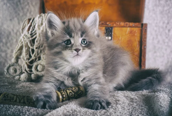 Maine coon gatinho — Fotografia de Stock