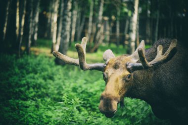 Moose Hayvanat Bahçesi