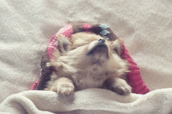 寝ているかわいいスピッツ子犬 — ストック写真