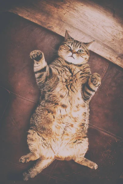 Urocza fat cat — Zdjęcie stockowe