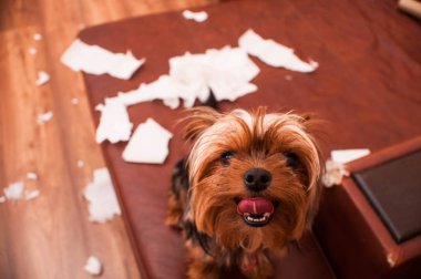 Kötü köpek. Stüdyo vurdu