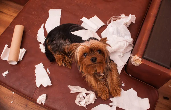 Böser Hund. Studioaufnahme — Stockfoto