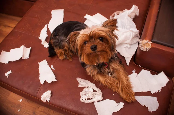 Böser Hund. Studioaufnahme — Stockfoto