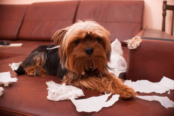 Böser Hund. Studioaufnahme — Stockfoto