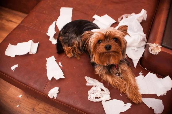 Böser Hund. Studioaufnahme — Stockfoto