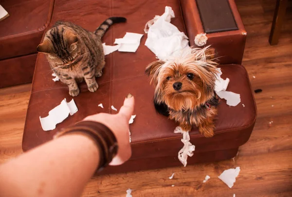 Stoute hond. Studio schoot — Stockfoto