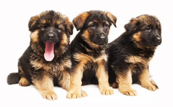 German shepherd puppy — Stock Photo, Image