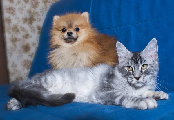 Maine coon kattunge med pomeranian spitz — Stockfoto