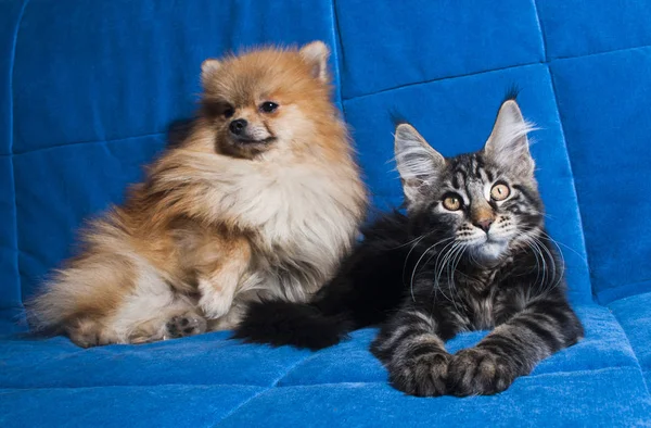 Maine coon kitten with pomeranian spitz — Stock Photo, Image