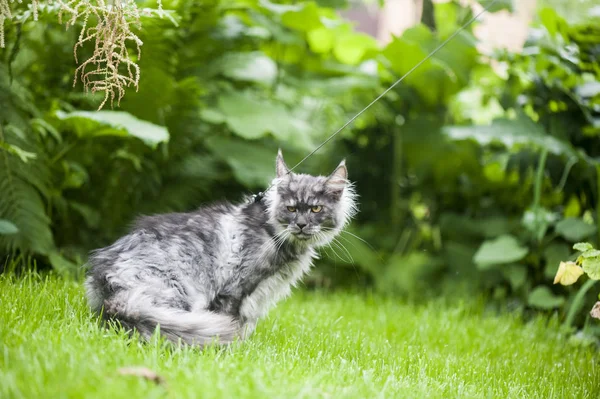 Katt promenader utomhus — Stockfoto