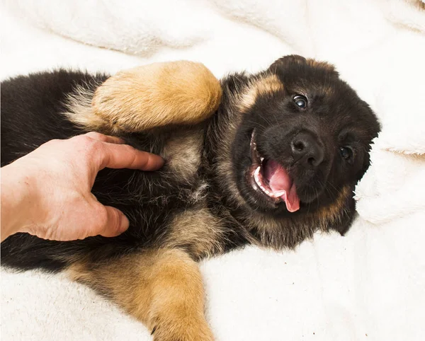 Cachorro pastor alemán Fotos de stock libres de derechos