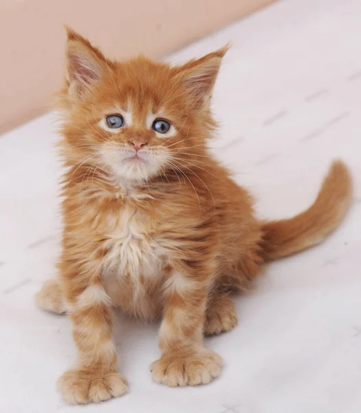 美しいメインコーン猫 — ストック写真