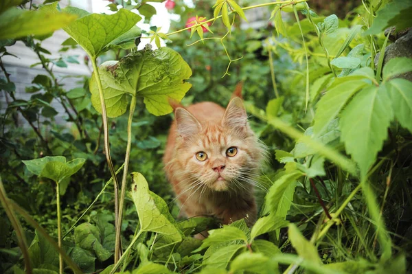 Schöne Maine Coon Katze — Stockfoto