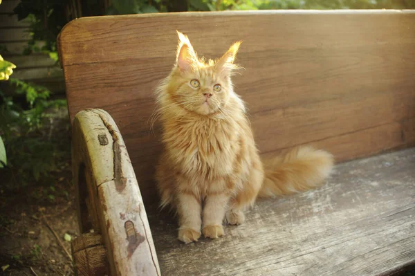 Hermoso Maine Coon Gato — Foto de Stock