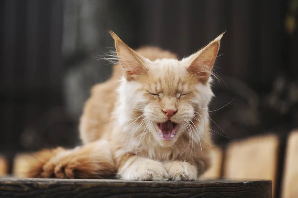 Vacker Maine Coon Katt — Stockfoto