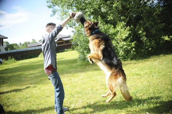 Anjing Gembala Jerman Berjalan Taman — Stok Foto