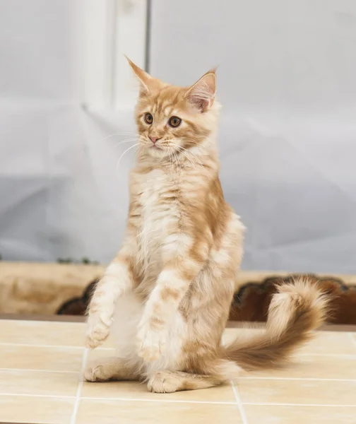Piękny Kot Maine Coon — Zdjęcie stockowe
