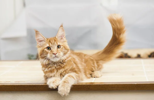 Vacker Maine Coon Katt — Stockfoto