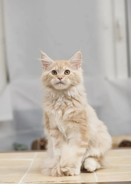 Schöne Maine Coon Katze — Stockfoto