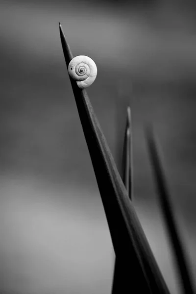 Pequeño caracol en el lecho de flores —  Fotos de Stock