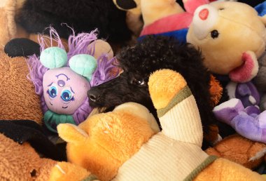 köpek gizlenmiştir oyuncaklar