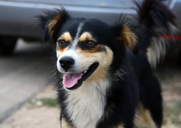 Cane per strada — Foto Stock