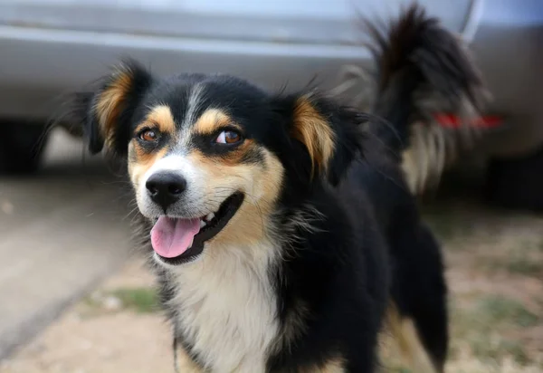 通りで変な犬 — ストック写真