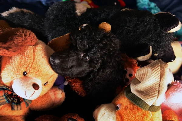 おもちゃの犬秘伝 — ストック写真