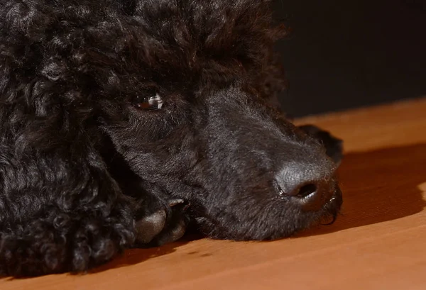 黒かわいいプードル犬 — ストック写真