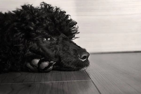 黒かわいいプードル犬 — ストック写真