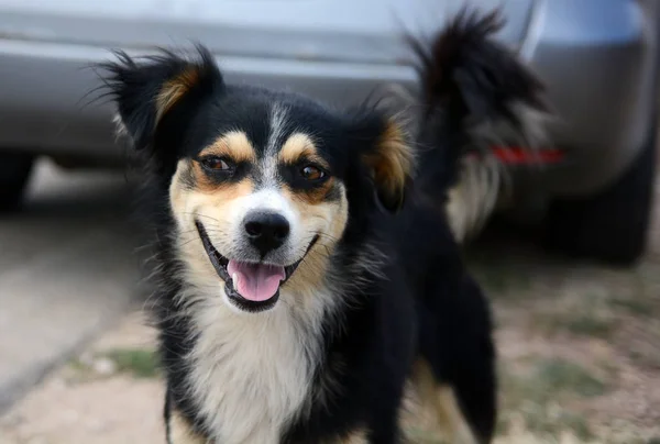 路上の子犬 — ストック写真