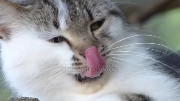 Yawning cute cat — Stock Video