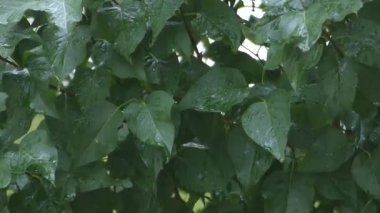 yağmur ağaç yapraklar 