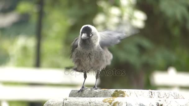 Young  crow bird — Stock Video