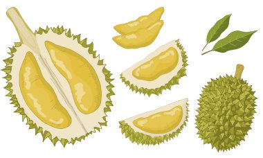 İzole edilmiş Durian ögeleri kümesi.