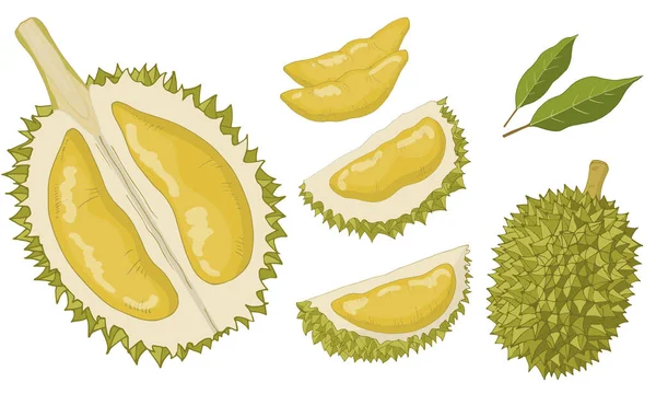 Durian conjunto de artículos aislados . — Vector de stock