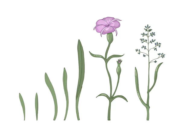 Un conjunto de flores silvestres y hierbas aisladas sobre un fondo blanco . — Vector de stock